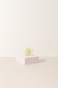 La collection de papillons